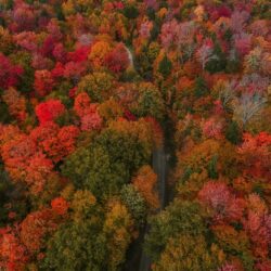 New,England,In,Autumn,Remote,Forest,Road,Through,Forest,Of