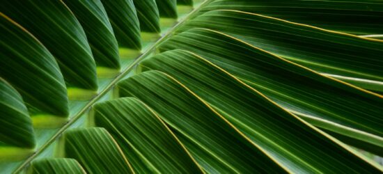 Close,Up,Green,Palm,Leaf,Texture,,Leaf,Of,Bottle,Plam