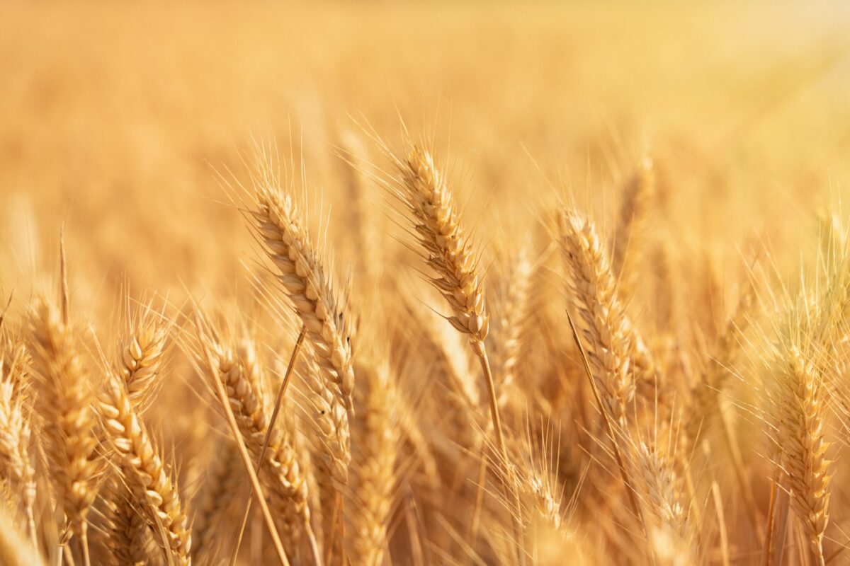 Golden,Wheat,Field.,Ears,Of,Golden,Wheat,Close,Up.