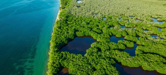 Aerial,View,Of,Mangrove,Forests,And,The,Caribbean,Sea,In