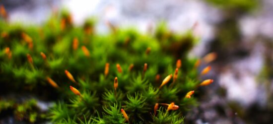 daniel-mendez-YtV25PFY4E0-unsplash daniel-mendez-YtV25PFY4E0-unsplash